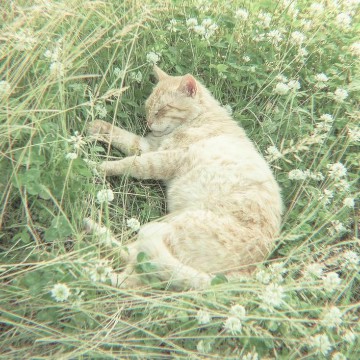 soft cat