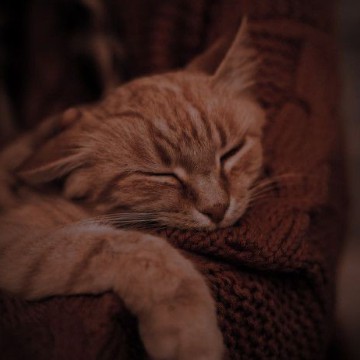 beige aesthetic cat