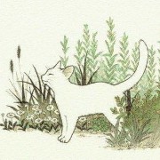 cat green grass