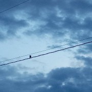 birdy