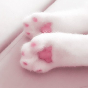 Cat Aesthetic Pink Widget