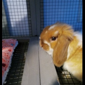 bun bun no.1