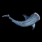 ,do you know why a shark keeps swimming