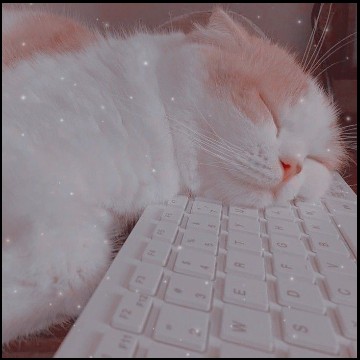 pink cat
