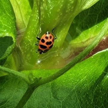 Ladybug
