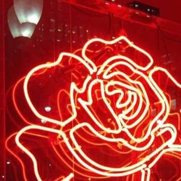 Aesthetic red rose 