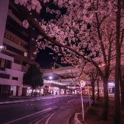 sakura flowers