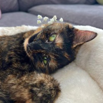 cute cat