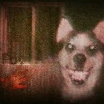 smile dog