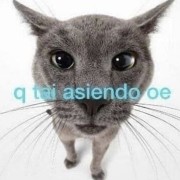 gato meme chile