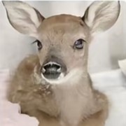 Sabrina deer
