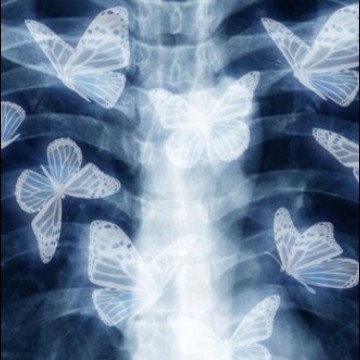butterflies love