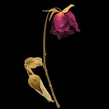 withered flower