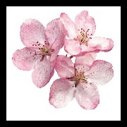 flor de cerezo 