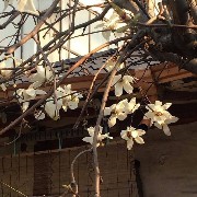 Aesthetic brown flower tree