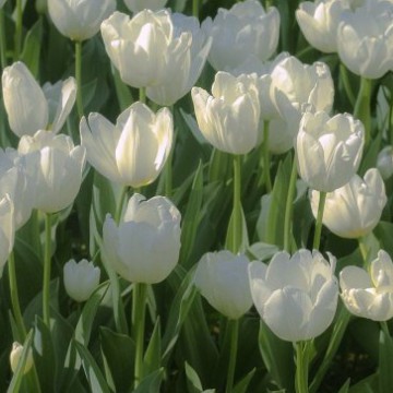 aesthetic tulips 