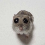 cute hampter
