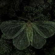 Moth