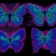 mariposas widget