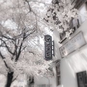 white flowers