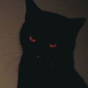 black cat