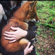 fox