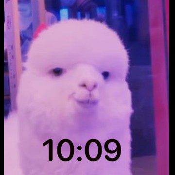 lama