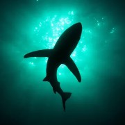 shark