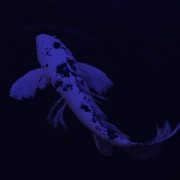 Blue Koi