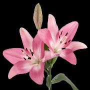 Lilies