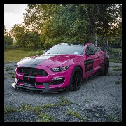 Mustang rosa