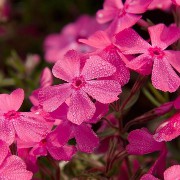 pink flowers