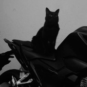 catandmotor 
