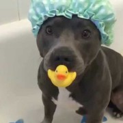 Staffy in shower