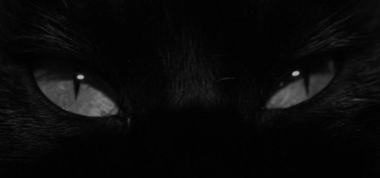 Cat eyes