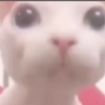bingus