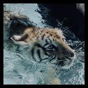 teal tiger