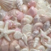 seashells 
