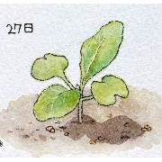 plants prt 2 