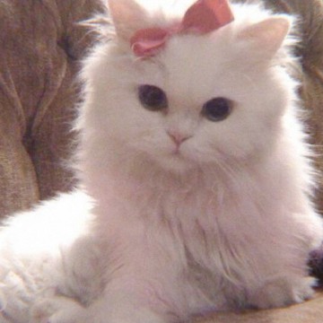cat aesthetic 