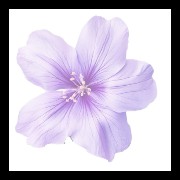 hibiscus light purple kawaii