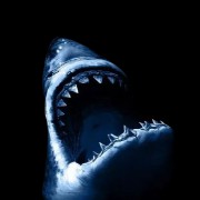 shark
