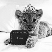 white leopard baby