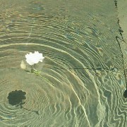 Cute pond