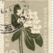 white flower