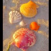 Shells