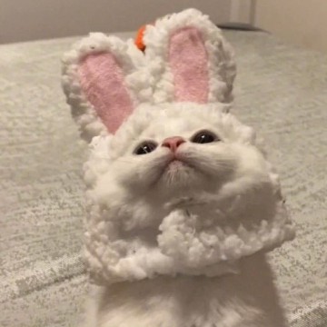 cute cat