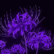 dark purple