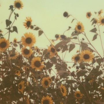 Vintahe Sunflower3