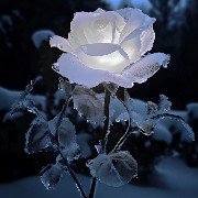 flor congelada